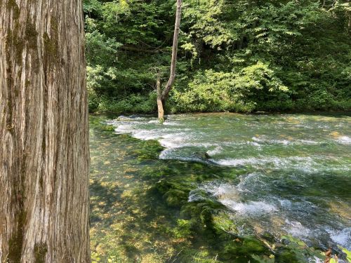 A serene river flows through a lush green forest, with a tree standing in the water and sunlight filtering through the leaves.