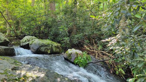 A serene stream flows over rocks, surrounded by lush green foliage and trees in a peaceful forest setting.