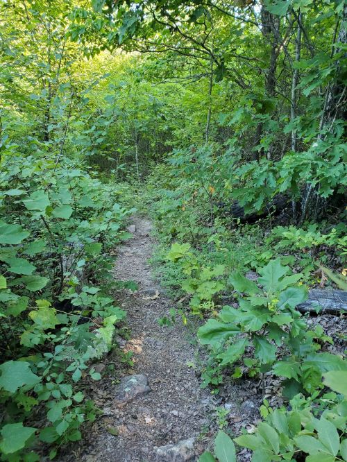 A narrow dirt path winding through a lush, green forest filled with dense foliage and sunlight filtering through the trees.