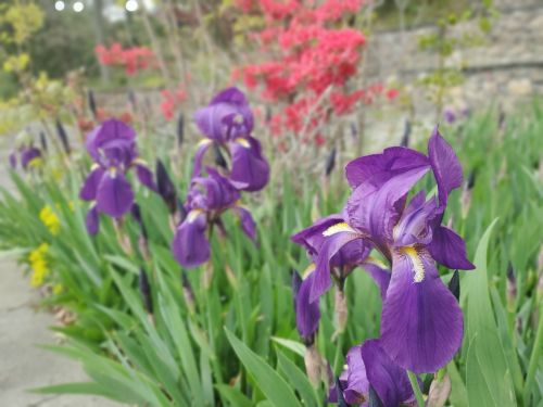 Vibrant purple irises in a garden, with pink flowers and greenery in the background.