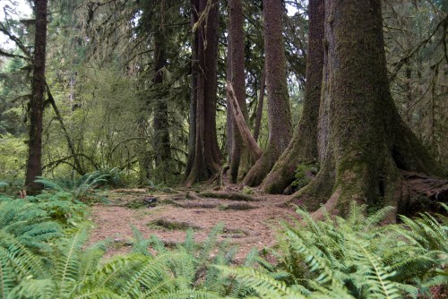 A serene forest scene with tall trees, lush ferns, and a soft, earthy ground, creating a tranquil natural setting.