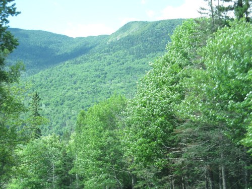 Lush green trees in the foreground with a mountainous landscape in the background under a bright blue sky.