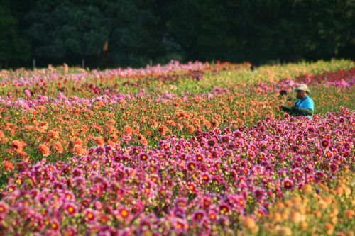 A vibrant field of colorful flowers with a person in a blue shirt tending to the blooms in the background.