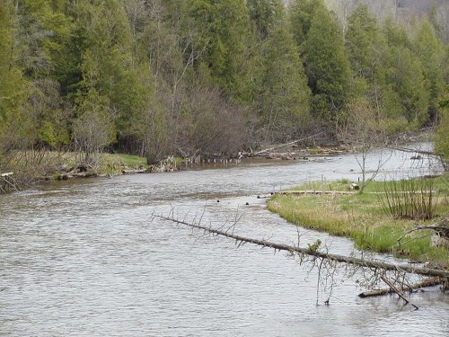 A serene river flows through a forested area, with trees lining the banks and fallen logs in the water.