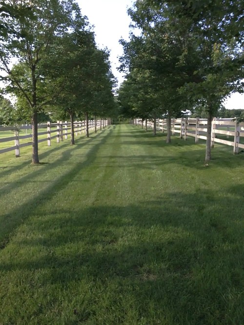 A grassy path lined with trees and a white fence, creating a serene, shaded walkway.