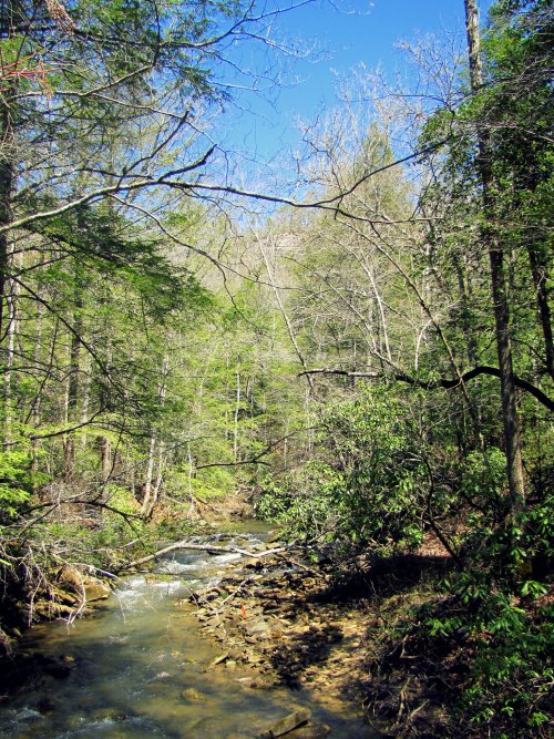 A serene creek flows through a lush green forest under a clear blue sky.