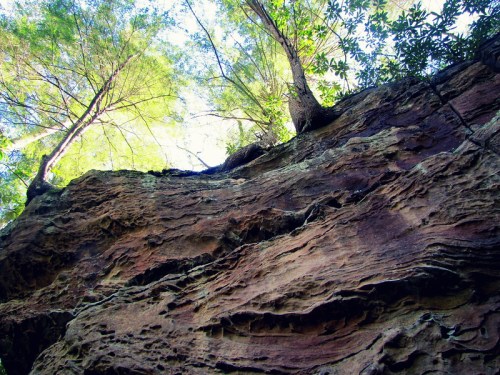A close-up view of a rocky cliff with trees growing at the top, surrounded by greenery and bright blue sky.