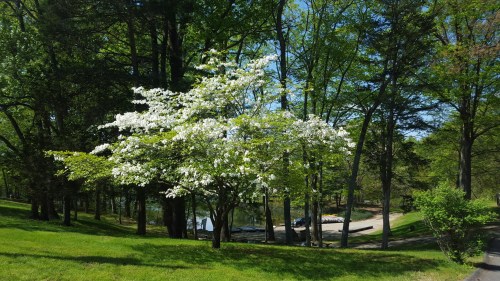 A flowering tree with white blossoms stands in a lush green park, surrounded by trees and a serene pond.