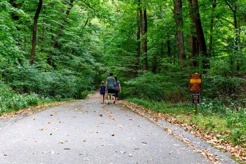 A group of people walking on a tree-lined path in a lush green forest.