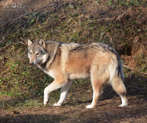 A wolf walking through a natural setting, showcasing its thick fur and alert posture.