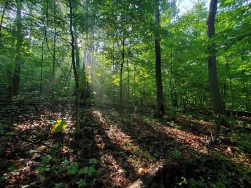 Sunlight filters through lush green trees in a serene forest, casting shadows on the forest floor covered in leaves.