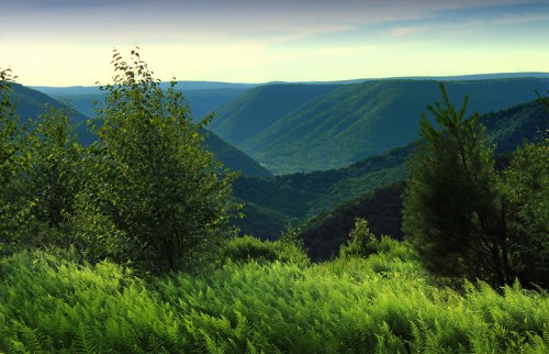 Lush green ferns in the foreground with rolling hills and valleys under a clear sky in the background.