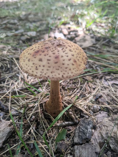 A close-up of a spotted mushroom growing on the forest floor, surrounded by grass and fallen leaves.