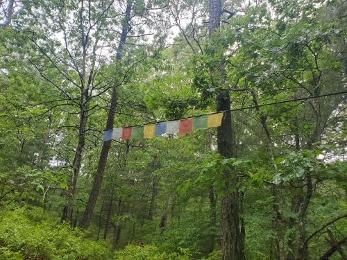 Colorful prayer flags hanging between trees in a lush, green forest.