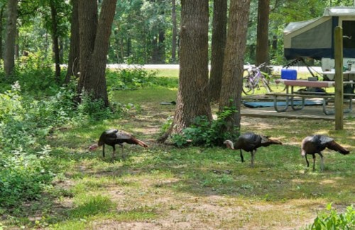 Three wild turkeys foraging in a wooded area near a campsite with trees and picnic tables in the background.