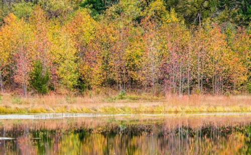 Colorful autumn foliage reflects in a calm pond, surrounded by tall grasses and trees.