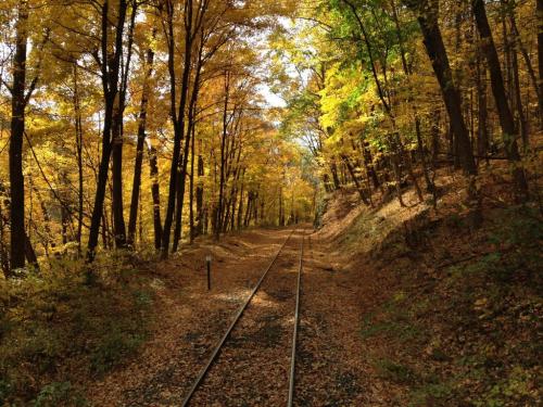 A serene forest scene with vibrant autumn leaves lining a railway track surrounded by trees.