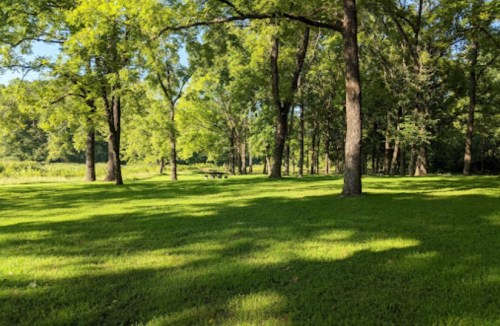 A lush green park with tall trees and dappled sunlight on the grass, creating a serene outdoor setting.
