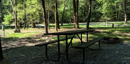 A picnic table in a wooded area, surrounded by trees and a grassy field, with a fire pit nearby.