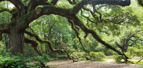 A lush forest scene featuring a large, moss-covered tree with sprawling branches and vibrant green foliage.