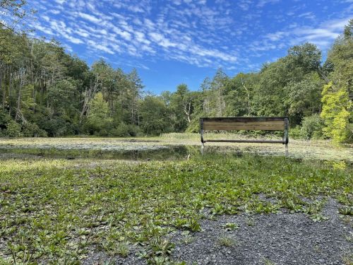 A bench overlooking a serene, overgrown pond surrounded by trees under a blue sky with scattered clouds.