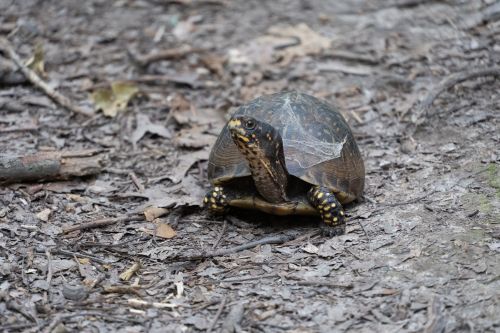 A turtle with a dark shell and yellow spots crawls on a forest floor covered in leaves and twigs.