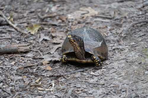 A turtle with a dark shell and yellow spots crawls on a forest floor covered in leaves and twigs.