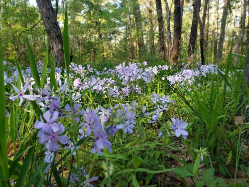 A vibrant field of purple flowers surrounded by green grass and trees in a sunlit forest.