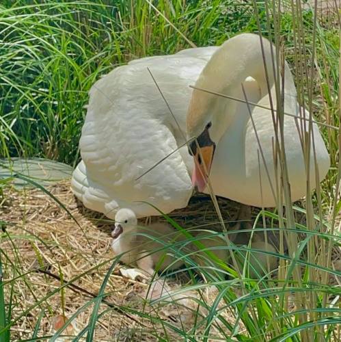 A swan sits protectively over its fluffy cygnets among tall grass.