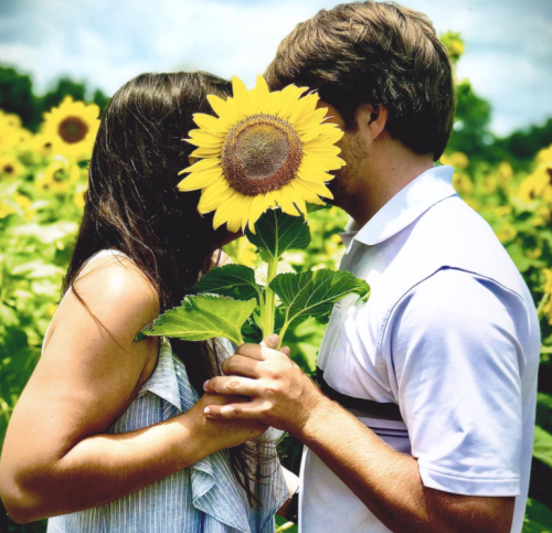 A couple stands close together, holding a sunflower between them in a field of sunflowers.