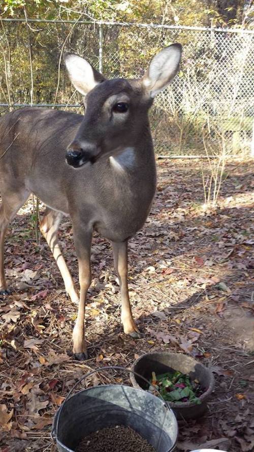A deer stands in a wooded area near a bowl of food, surrounded by fallen leaves and a fence in the background.