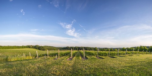 A panoramic view of lush vineyards under a clear blue sky, with rows of grapevines stretching into the distance.
