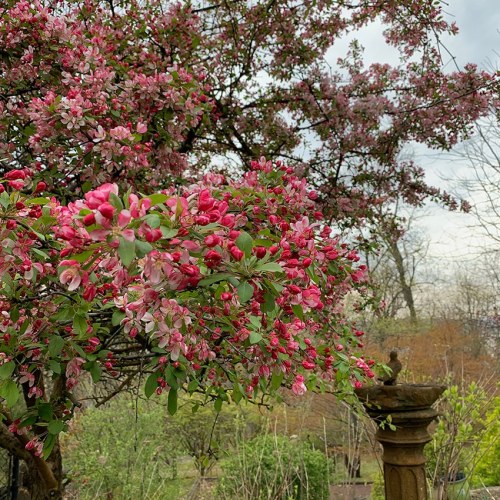 A vibrant tree in bloom with clusters of pink flowers against a backdrop of greenery and a cloudy sky.