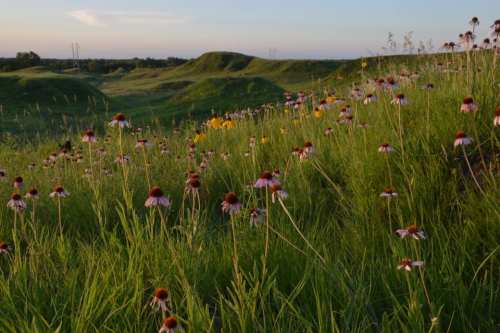 A vibrant field of wildflowers in a grassy landscape, with rolling hills under a clear sky at sunset.