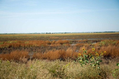 A wide landscape of golden grasses and wildflowers under a clear blue sky, with sunflowers in the foreground.
