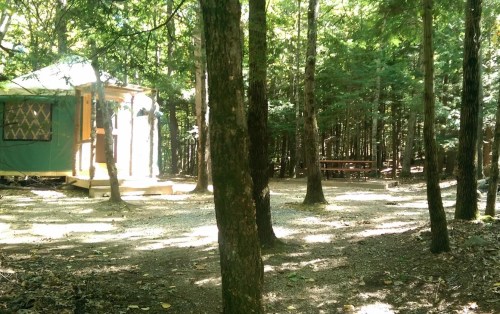 A cozy yurt nestled among tall trees in a forest, with a picnic table nearby on a gravel path.