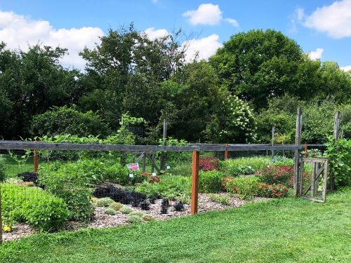 A lush garden with various plants and flowers, surrounded by wooden fencing and trees under a blue sky.