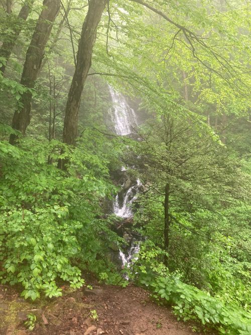 A serene waterfall cascades through lush green foliage in a misty forest setting.