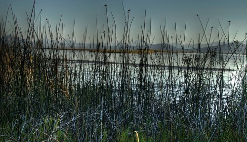 A serene lakeside view with tall grasses in the foreground and distant mountains under a clear sky.