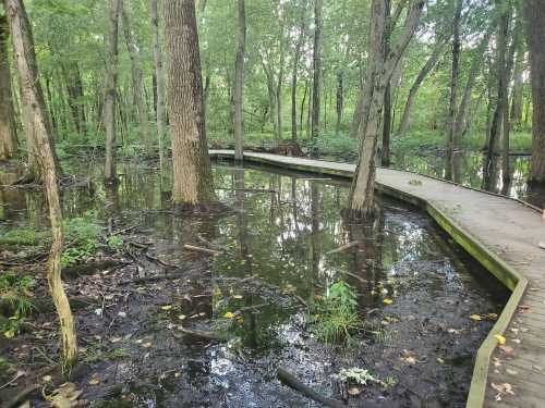 A wooden boardwalk winds through a lush, green forest with standing water and trees surrounding it.