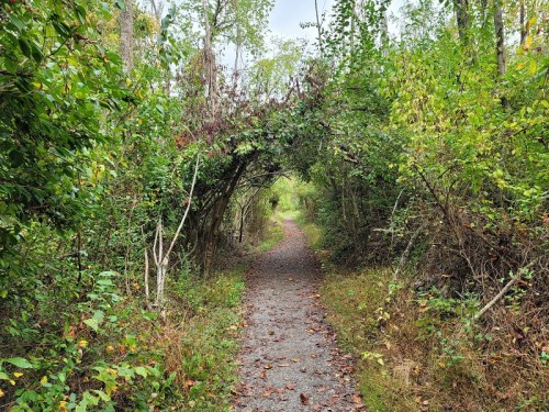 A narrow, winding path through a lush, green forest with overhanging branches creating a natural archway.