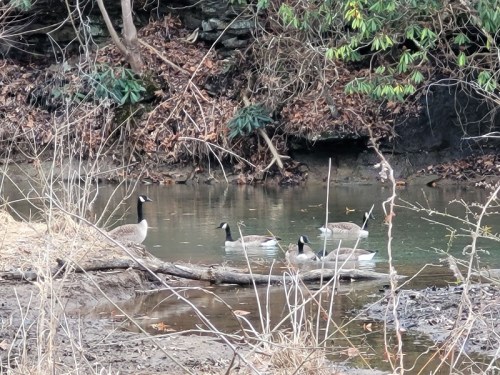 A group of ducks wades in a calm stream surrounded by dry grass and lush green foliage.