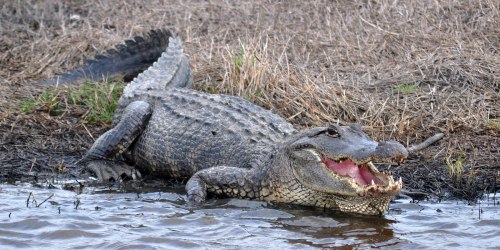 A large alligator resting on the bank of a waterway, with its mouth open and surrounded by dry grass.