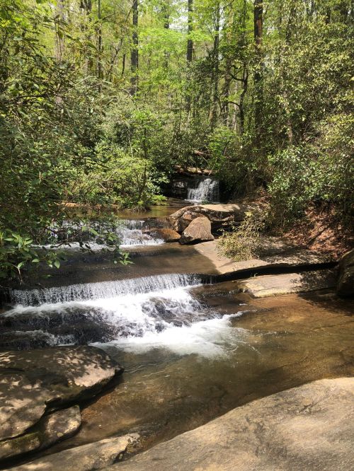 A serene forest scene featuring a flowing stream with small waterfalls surrounded by lush greenery.