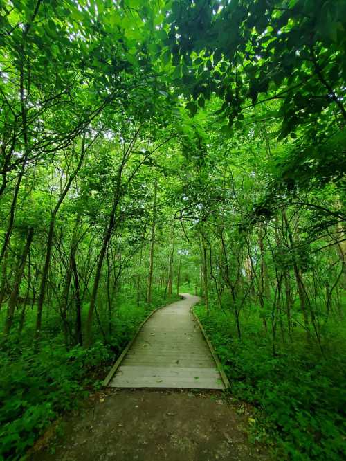 A winding wooden path through a lush, green forest surrounded by dense foliage.