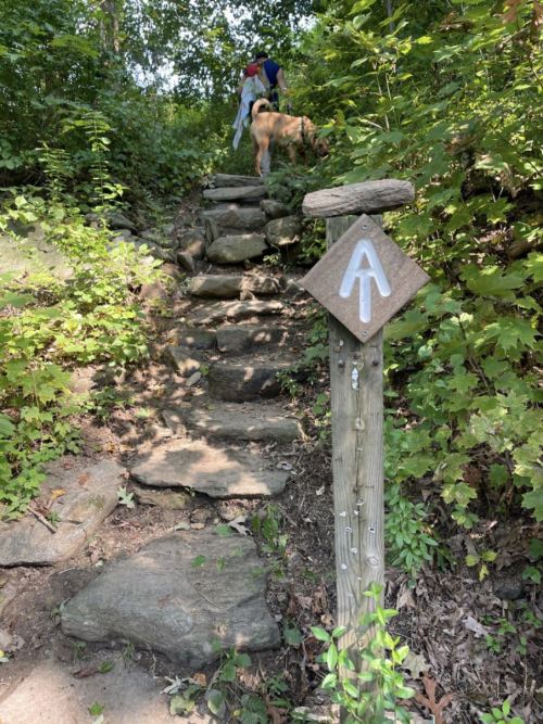 A person and a dog ascend stone steps surrounded by lush greenery, with a directional sign pointing upward.