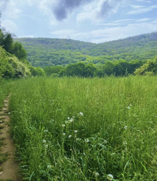 A lush green landscape with a winding path through tall grass, surrounded by rolling hills and a blue sky.