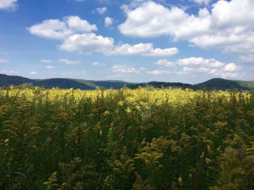 A vibrant field of yellow flowers under a blue sky with fluffy clouds, surrounded by rolling green hills.