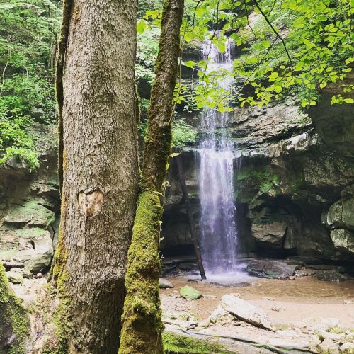A serene forest scene featuring a tall tree with moss and a waterfall cascading in the background.
