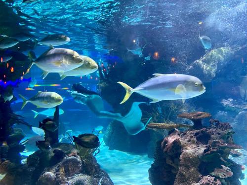 A vibrant underwater scene with various fish swimming among coral and rocks in a clear blue aquarium.